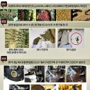 골든커피
