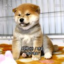 2016 영암F1자전거대회 팀타임트라이얼 후기