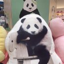 서가바오