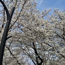 꽃보라동산 | 대구 꽃보라 동산 벚꽃 만개 당일 후기