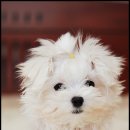 예뿐강아지 이미지