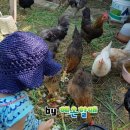 혜온농장 네이버블로그