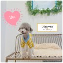 브라이트 독 | 루원시티 24시간 무인펫샵.반려동물용품 &#39;브라이트독&#39; 방문 후기(루원시티 SK리더스뷰 2차)