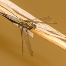 고양이집:고집 이미지