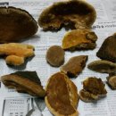 (뽕상황버섯)자연산 뽕나무 상황버섯 판매 이미지