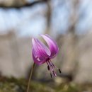 얼레지... (바람난 여인) 이미지