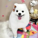 웰니스 애견 미용실 스타필드 수원점 | 포메라이언 탈모 알로페시아 극복, 스타필드수원 애견미용실