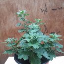 나비천사 이미지