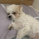 강아지 노즈워크 간식 추천 닥터웰릿 심장 영양제
