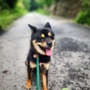 깜순이농장 이미지