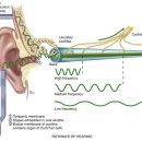 소리귀보청기 이미지