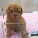 애견1번지 이미지