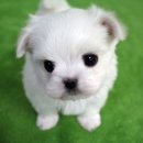 천지추 애견샵 이미지