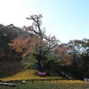 보석사   은행나무 이미지