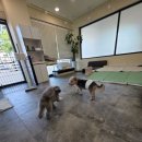 안녕;상이친구들! | 제주애견미용 스트레스 없이 다녀온 안녕, 상이 친구들