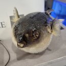 송내복집 이미지