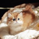 고양이이야기 | 밀양고양이분양 알아보며 직접 정리한 후기 이야기