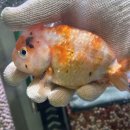 다루아쿠아 이미지