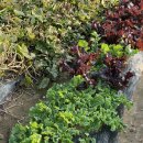 홍일농장 이미지