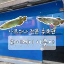 수원 행궁동 아로와나 전문 수족관 [와이제이아쿠아] 재방문 홍용분양 후기