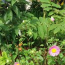 들국화민박 이미지