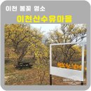 씨유 이천백사현대점 | 이천산수유마을 이천백사산수유꽃축제 3.28 미리방문 솔직후기