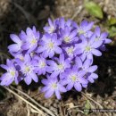 진달래민박 이미지