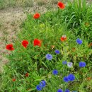라오누리 | 파주 당일치기 데이트 - 한쌈한솥 벽초지수목원 소경계 파주가볼만한곳 서울근교드라이브