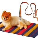 도도한강아지 이미지