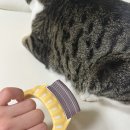 펫사랑 | 고양이 반려묘 털관리 필수템 케어펫 사랑빗 E1 정품 내돈내산 후기