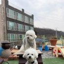 허그독 | [용인애견호텔] 우리 댕댕이의 완벽한 호캉스! 자유로운 마당이 있는 허그독 찐 후기