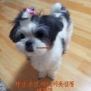 붙임머리 이미지