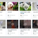 털로덮인 친구들 커먼그라운드점 이미지