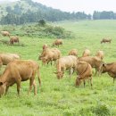 한우사육 이미지