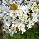 과수원길 이미지