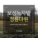 청룡다원 이미지