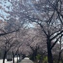제215회 걷기4월3일 (월요일) 윤중로벚꽃 꽃길걷기 이미지