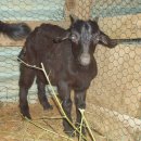 아기염소 이미지