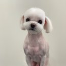 한일애견미용실 이미지