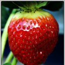 김용선 농장 이미지