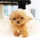 유올펫 강아지고양이 청주점 | 청주강아지분양 고양이분양 파라다이스펫 입양