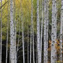 자작나무 이미지