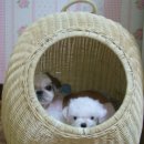 애견용품시장