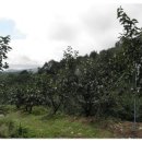 대봉농장 이미지