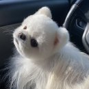 그루아미 이미지