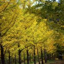 은행나무 포장마차 이미지