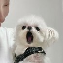 [8월]솔직한 마음은 이렇게나 무서워, 좀처럼 꺼낼 수가 없구나.