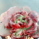 크라우스 이미지