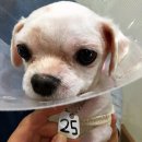 치료멍멍동물병원 이미지