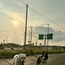 동물보육원 경기 평택 | 평택 강아지 맡길 곳 검색했다면｜전화 한 통으로 거를 수 있는 기준들